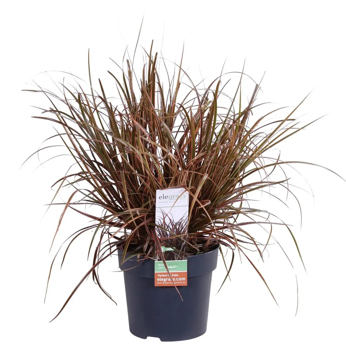 Uncinia rubra ‘Everflame’ Ziergras Mahaghoni-Gras - Ø19cm - ↕30-40cm