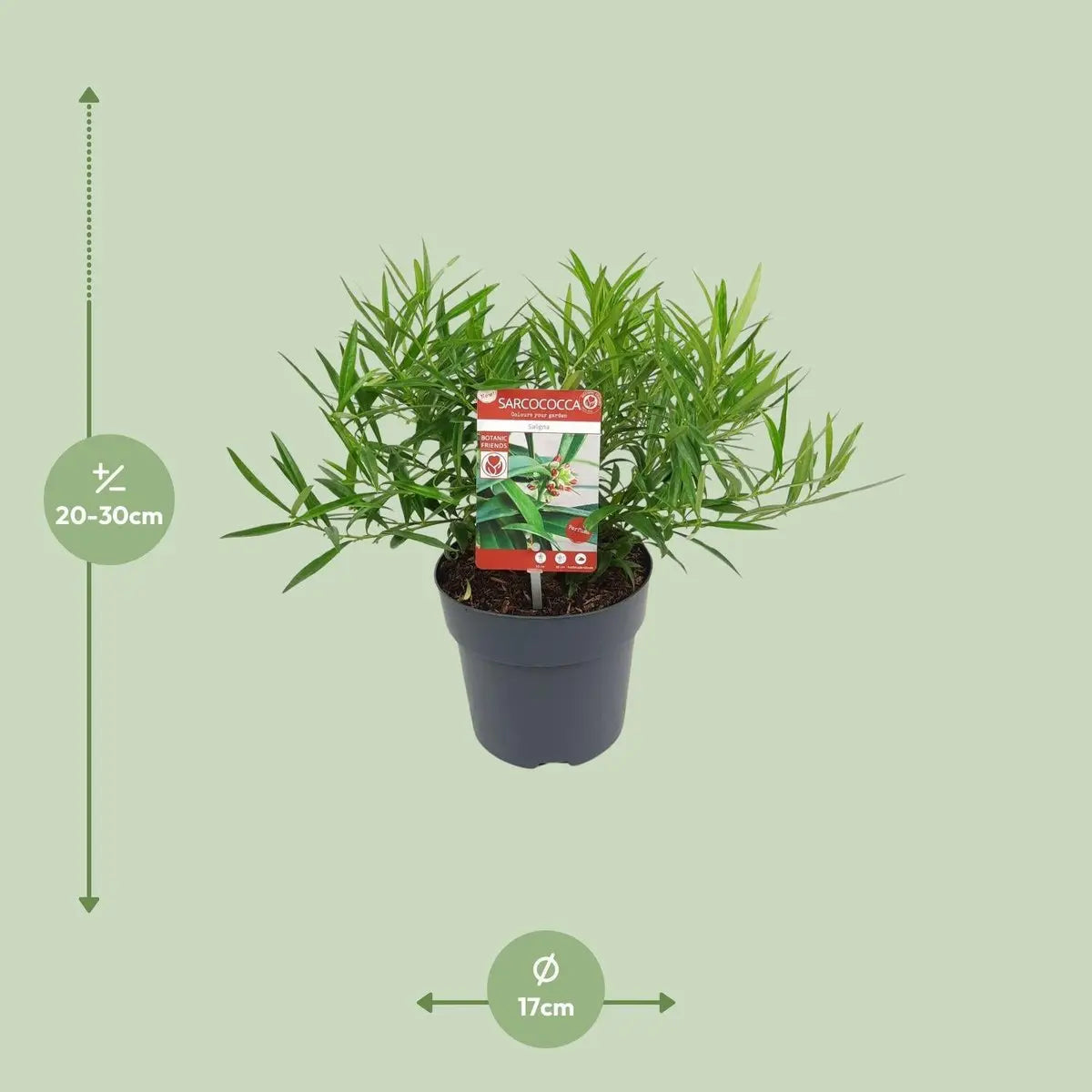 Sarcococca saligna – Immergrüne Fleischbeere, 30 cm, Topf 17 cm - Pille Gartenwelt