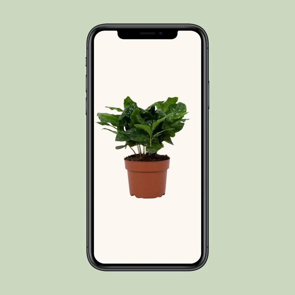 Coffea Arabica 12 cm - Ø12cm - ↕22Cm MEERgroothandel Planten