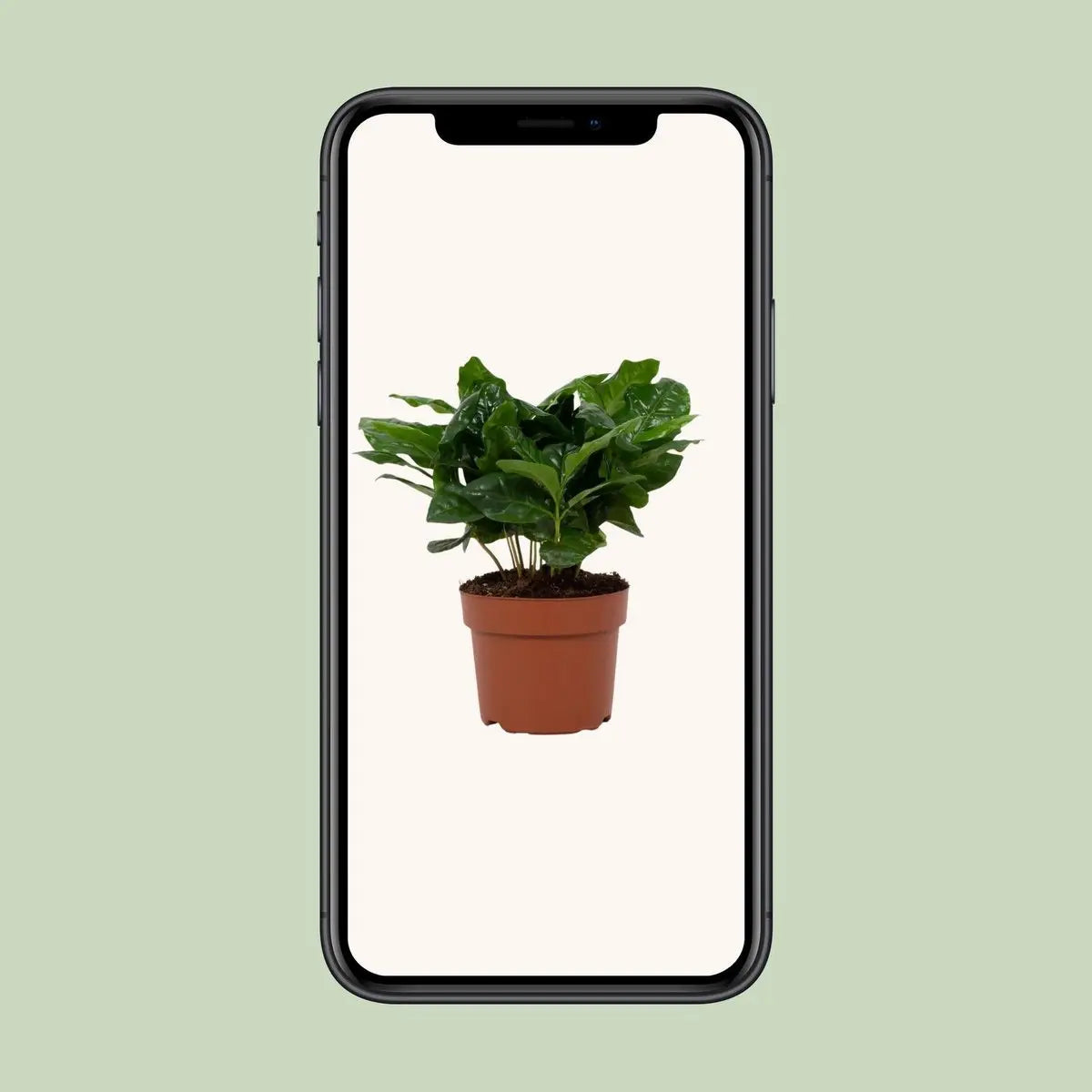 Coffea Arabica 12 cm - Ø12cm - ↕22Cm MEERgroothandel Planten