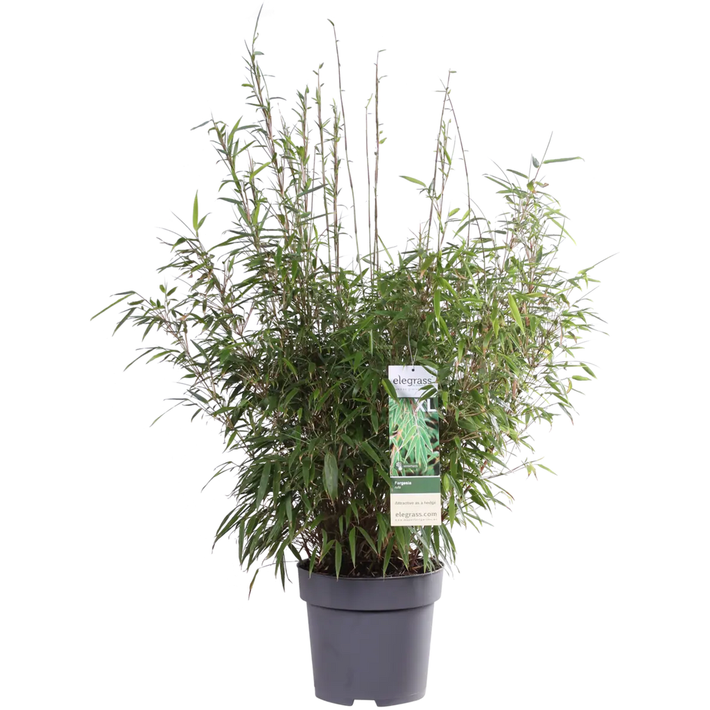 Fargesia rufa - ↕80cm - Ø29 | immergrüner Bambus | ideal für vertikale Gärten - Pille Gartenwelt