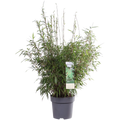 Fargesia rufa - ↕80cm - Ø29 | immergrüner Bambus | ideal für vertikale Gärten - Pille Gartenwelt