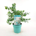 Hydrangea paniculata ‘Little Lime’ (syn. ‘Jane’) - ↕25 cm - Ø19cm | Rispenhortensie ‘Little Lime’® - Pille Gartenwelt