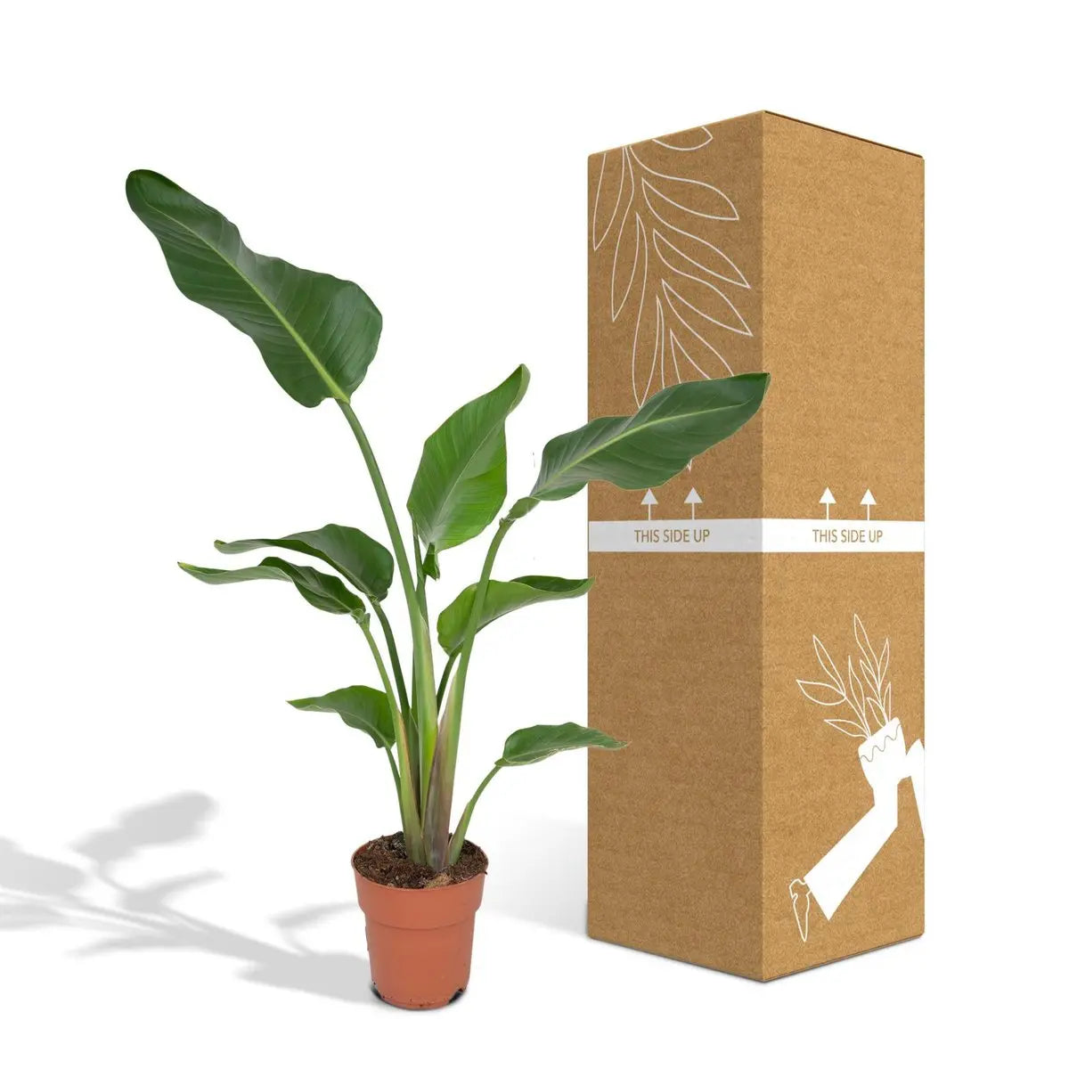 Strelitzia Nicolai - Ø19cm - ↕80cm MEERgroothandel Planten