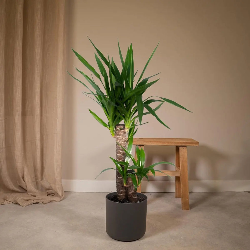 Yucca elephantipes Ø17 cm – ca. 85 cm, Palmlilie, pflegeleichte Zimmerpflanze - Pille Gartenwelt