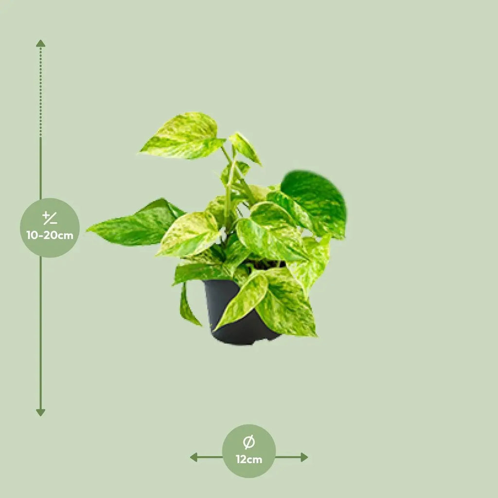 Efeutute Epipremnum Marmor Queen - Scindapsus -  Ø12 - ↨15cm