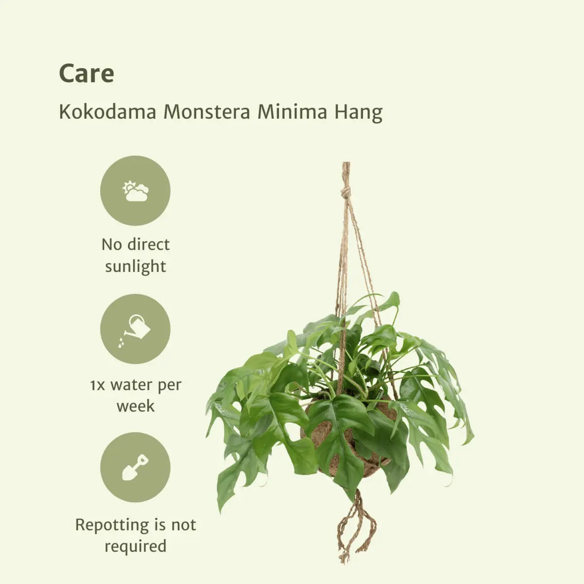 Kokodama Monstera minima hängen (Lochpflanze) - 2 Teile - Ø15 cm - ↕25 cm MEERgroothandel Planten