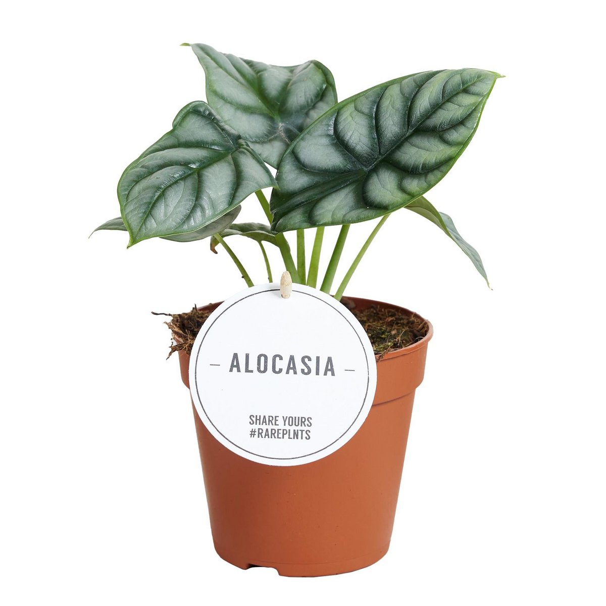Alokasie Silberdrache - Ø12cm - ↕25 cm | Alocasia 'Silver Dragon'