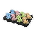 Echeveria Farbiger Pastellmix - 16 Stück - Ø6cm - ↕8cm MEERgroothandel Planten