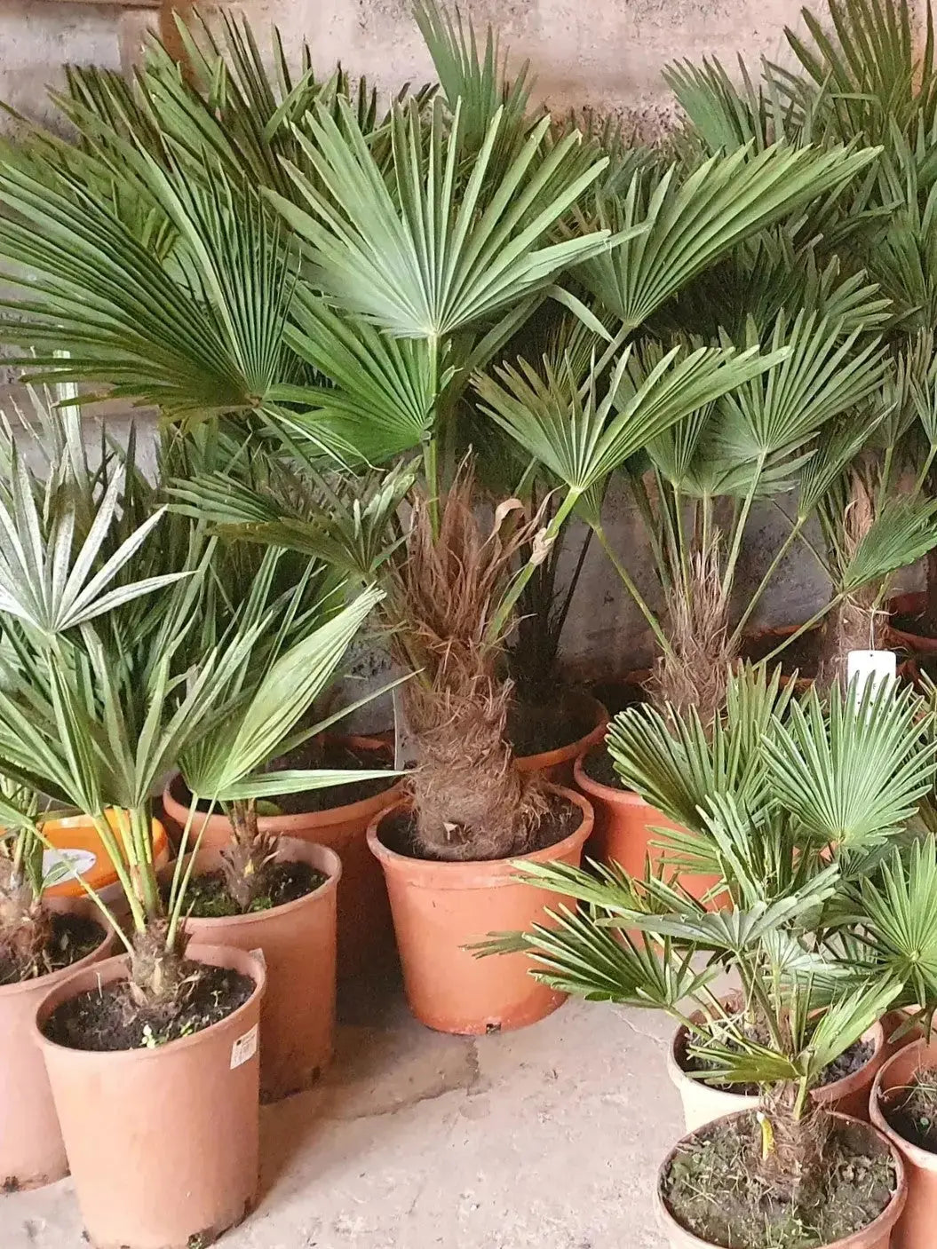 Trachycarpus wagnerianus - Wagner Hanfpalme aus Freilandzucht