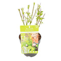 Promo - Acer Palm. 'Going Green' - Ø15cm - ↕50cm MEERgroothandel Planten