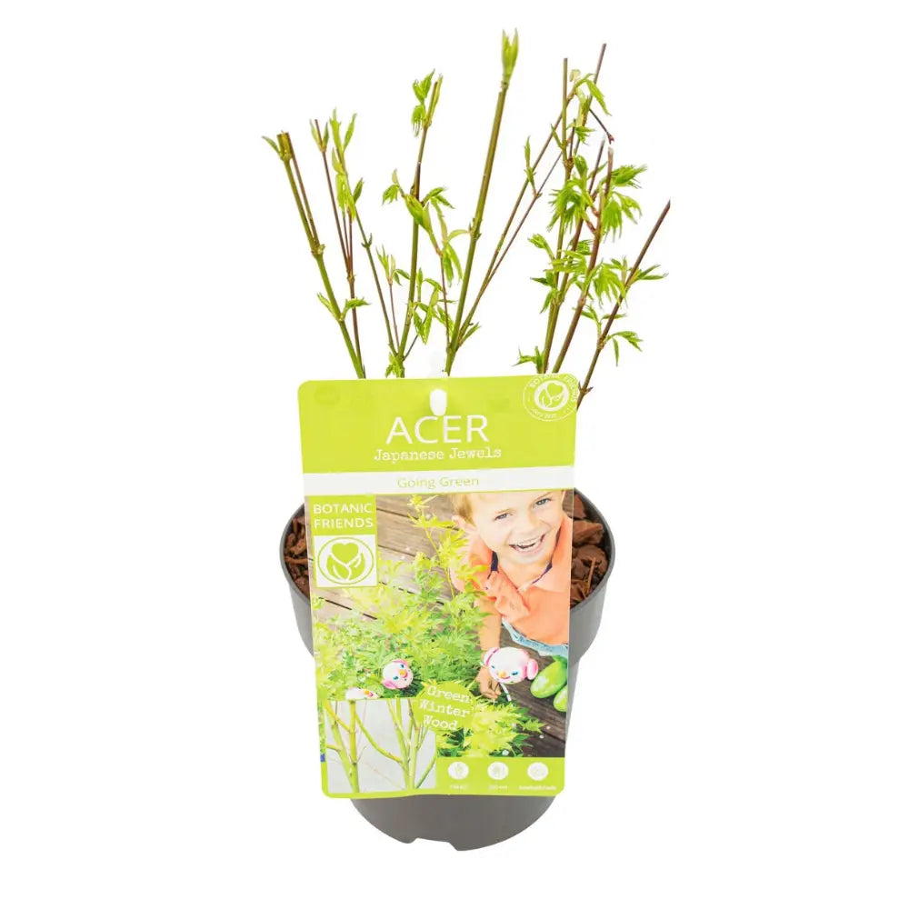 Promo - Acer Palm. 'Going Green' - Ø15cm - ↕50cm MEERgroothandel Planten