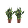 Sansevieria Superb Futura - 2 Stick - Ø14cm - ↕45 cm MEERgroothandel Planten