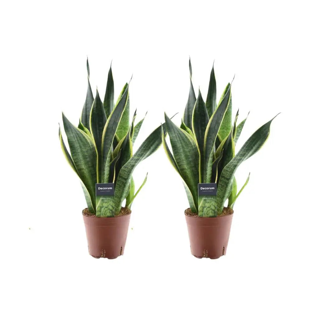 Sansevieria Superb Futura - 2 Stick - Ø14cm - ↕45 cm MEERgroothandel Planten