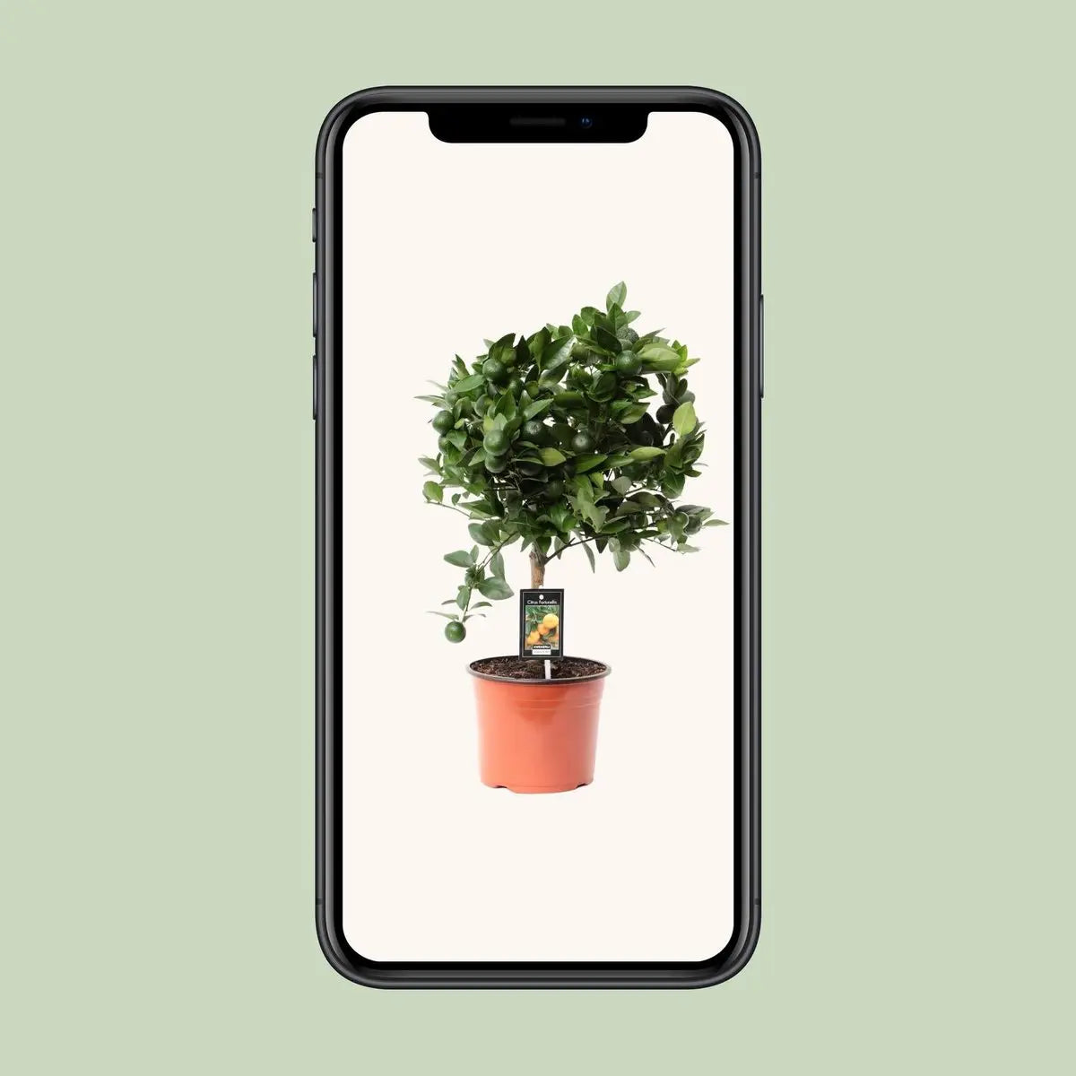 Citrus Calamondin | [P19-H65] MEERgroothandel Planten