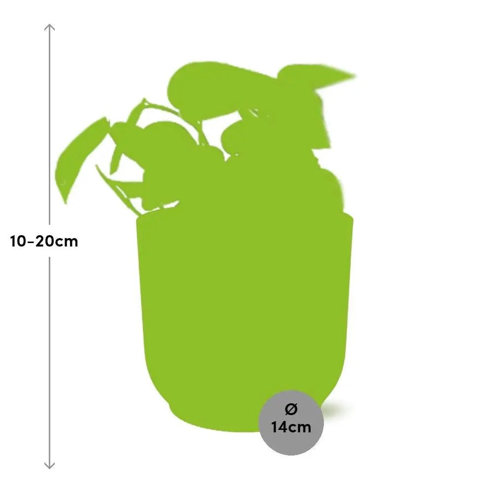 Efeutute (Epipremnum aureum / „Scindapsus“) im Ziertopf, Ø 12 cm, Höhe 20–30 cm – Gesamtansicht