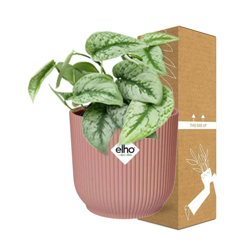 Scindapsus bemalt 'Trebie' in Elho -Vibes 14 cm Roze falten MEERgroothandel Planten