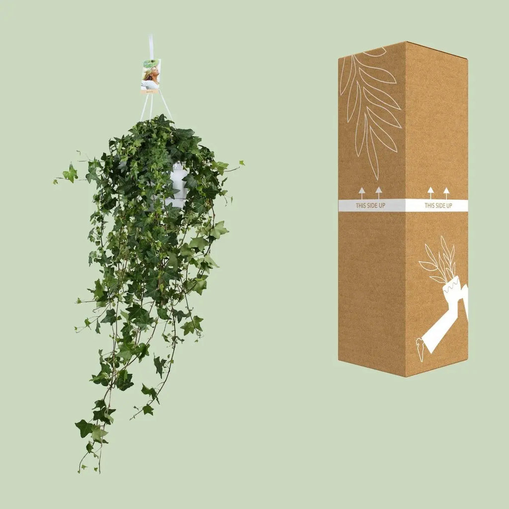 Hedera Hellix Pitsburg - Hang/xxl - Ø17cm - → 90 cm MEERgroothandel Planten