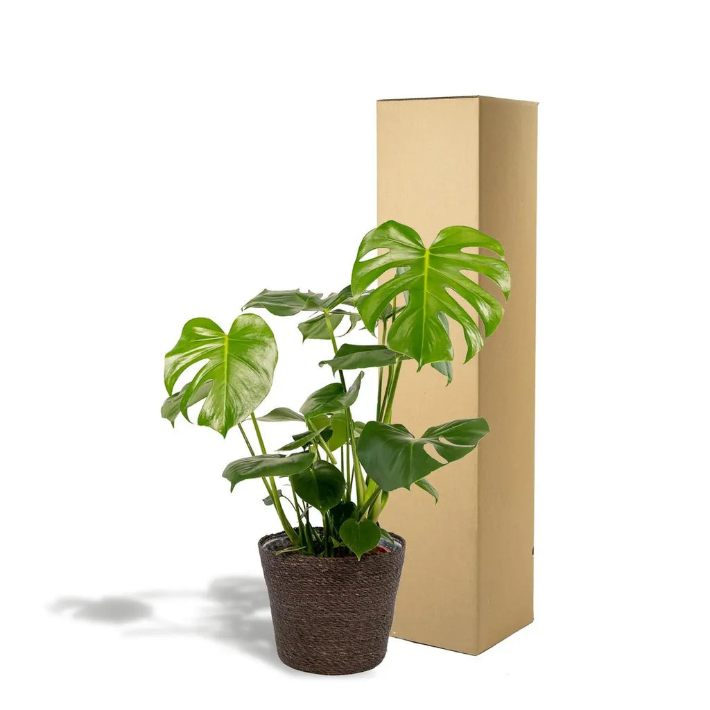 Monstera Deliciosa - ↨80cm - Ø21cm + Mand Igmar - Pille Gartenwelt