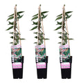 3x - lonicera henryi - ↨65cm - Ø15 MEERgroothandel Planten