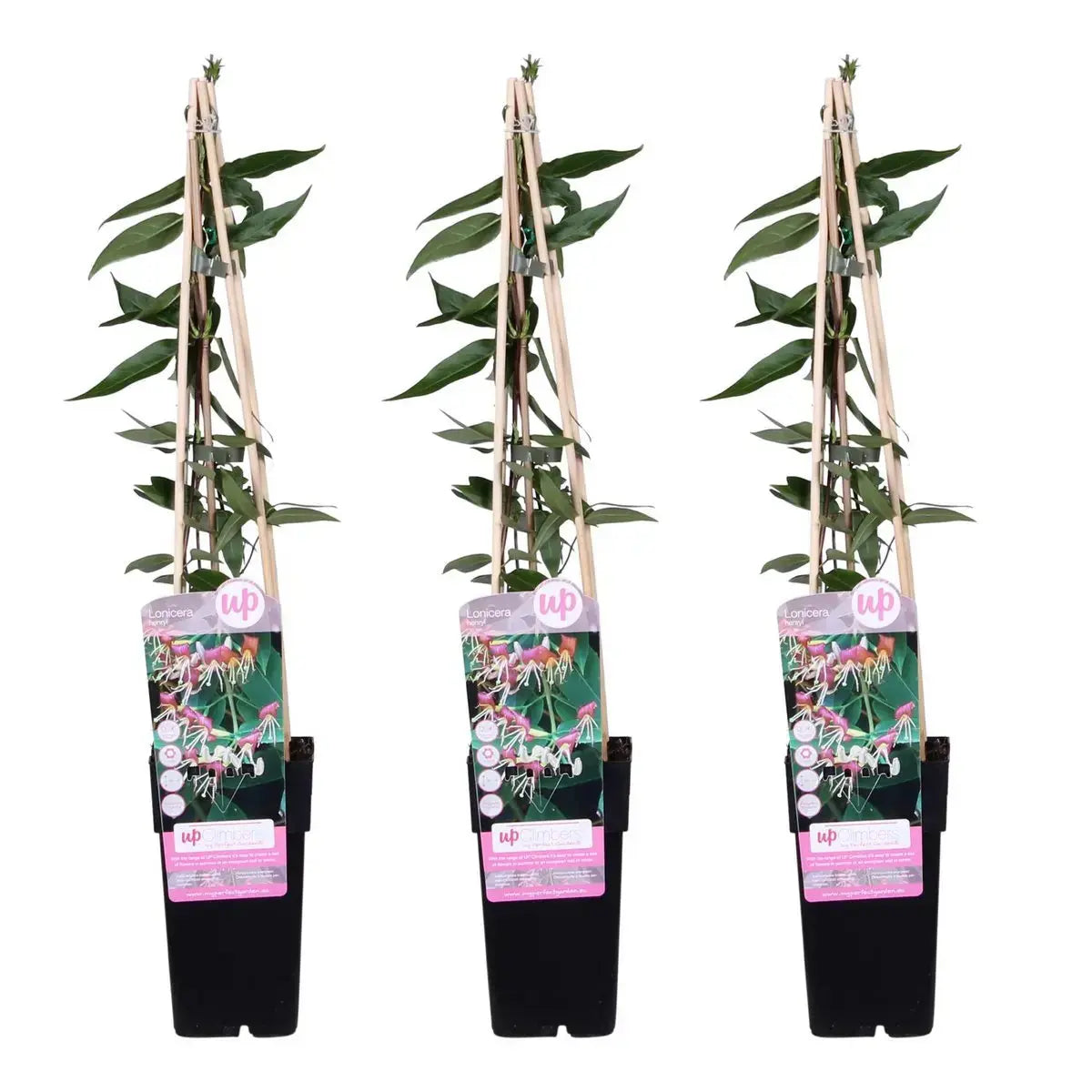 3x - lonicera henryi - ↨65cm - Ø15 MEERgroothandel Planten