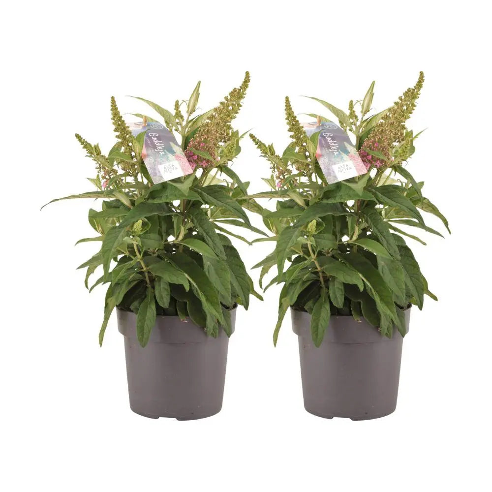 Buddleja Candy Little Pink - 2 Stuks - Ø17cm - ↕40cm MEERgroothandel Planten