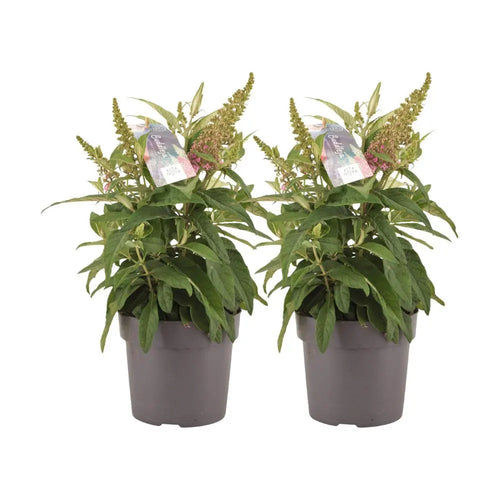 Buddleja Candy Little Pink - 2 Stuks - Ø17cm - ↕40cm MEERgroothandel Planten