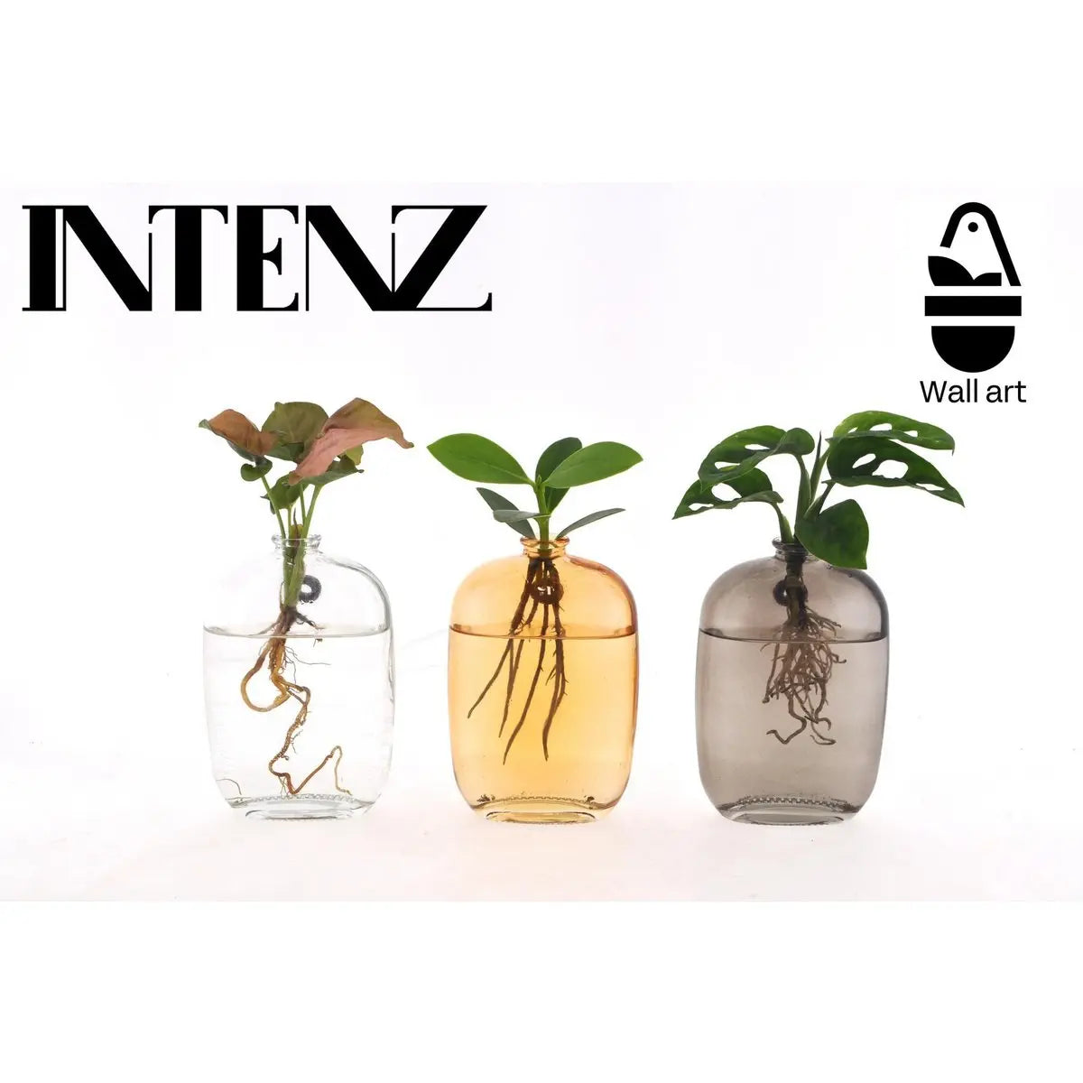 Zimmerpflanzen-Mix 3er Set – Santiago Glaswandkunst Ø7 cm | Wanddeko - Pille Gartenwelt