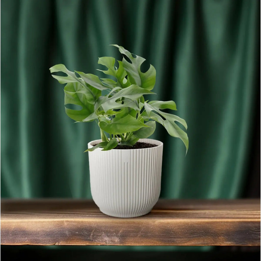 Minima Monstera – Kompakte Zimmerpflanze, ca. 25 cm hoch, Topf-Ø 13 cm - Pille Gartenwelt