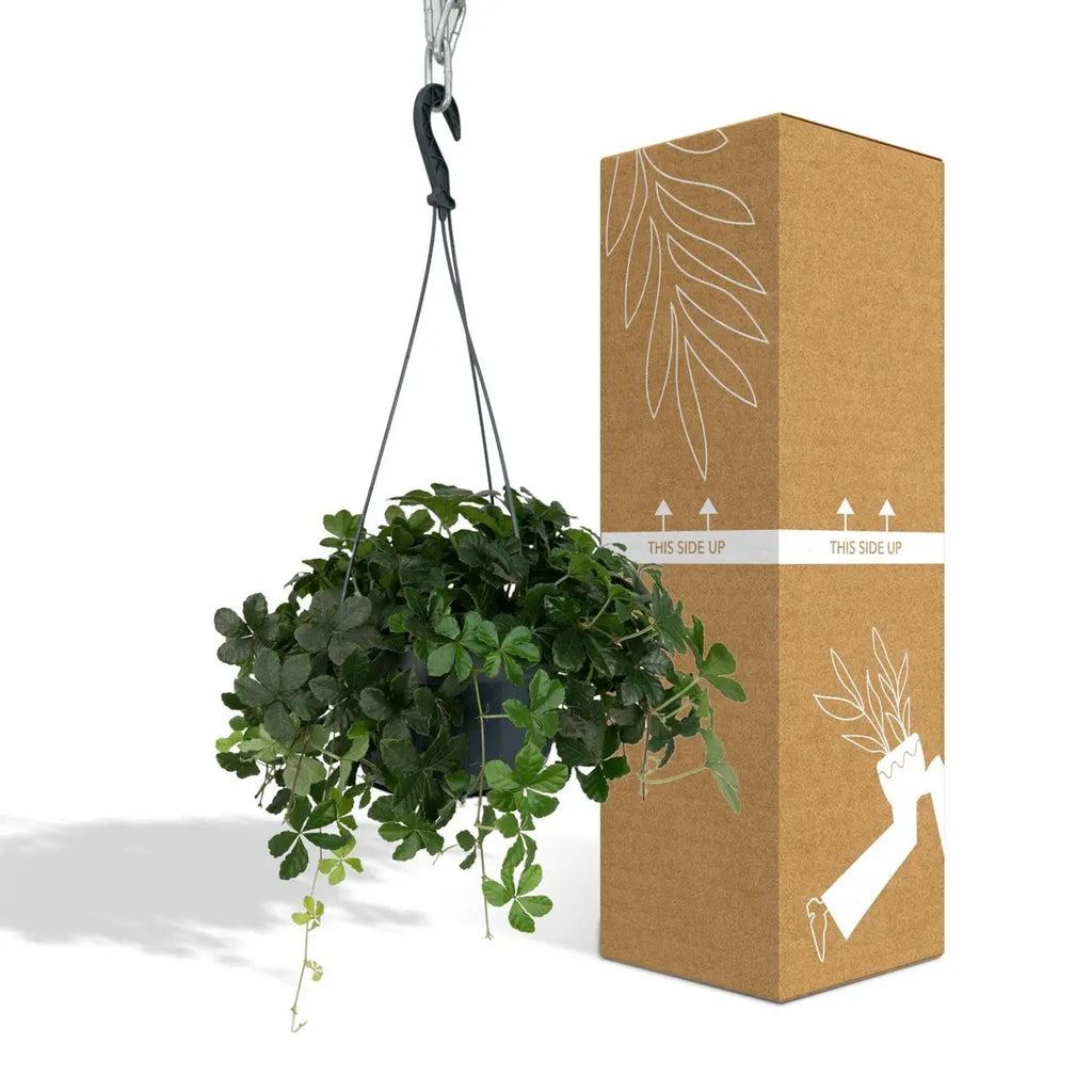 Parthenocissus Striatha Hang – Virginia-Krebspflanze – Ø15 cm – ↕15 cm MEERgroothandel Planten