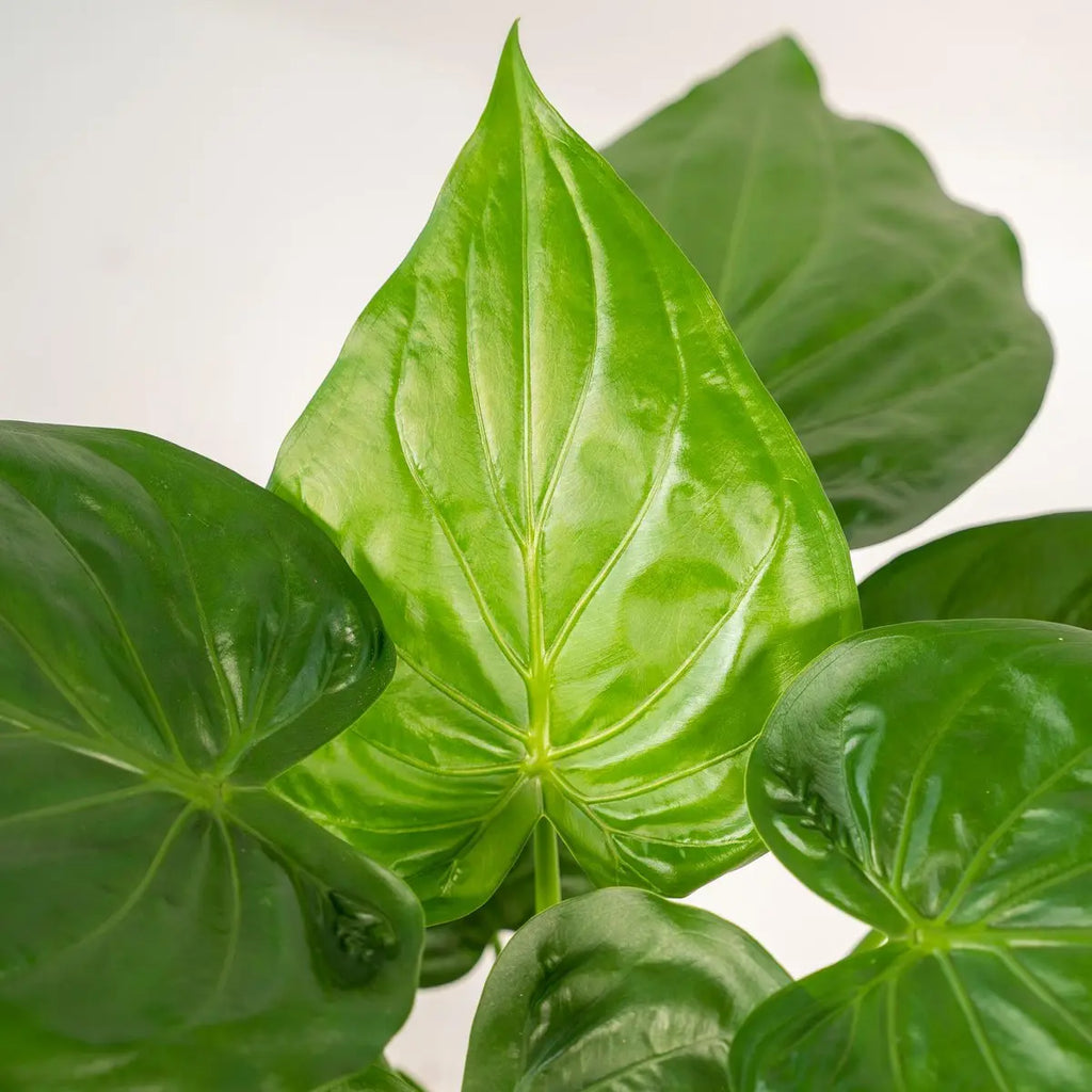 Alocasia cucullata - Ø19cm - ↕65cm + Pot Mayk Lead MEERgroothandel Planten