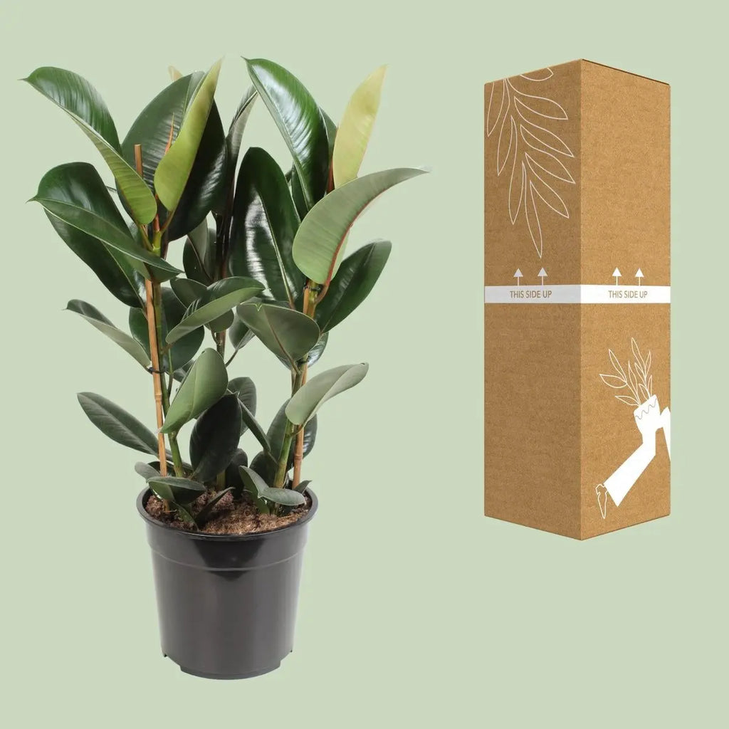 Ficus Elastic Robust - Ø27cm - ↕85 cm MEERgroothandel Planten