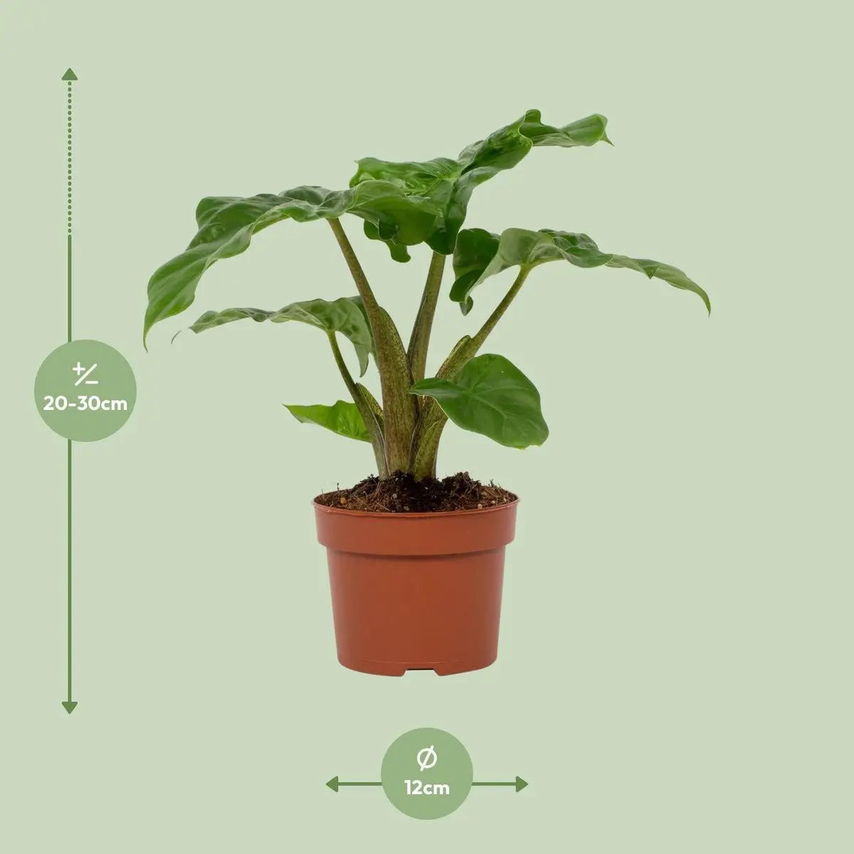 Alocasia Low Rider 12cm | [P12-H30] |  Kompaktes Elefantenohr