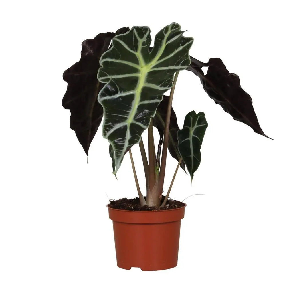 ALOCASIA Amazonica Polly - Ø12cm - ↕30 cm
