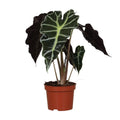 ALOCASIA Amazonica Polly - Ø12cm - ↕30 cm