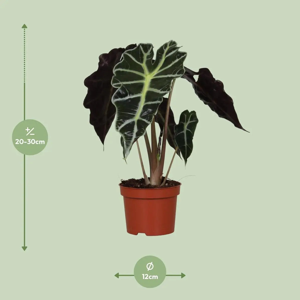 ALOCASIA Amazonica Polly - Ø12cm - ↕30 cm Vergleich der Größe bei Auslieferung