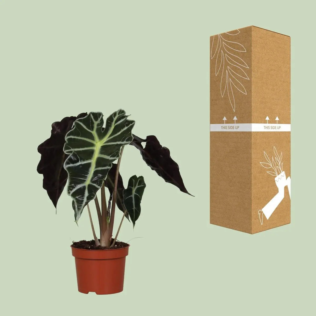 ALOCASIA Amazonica Polly - Ø12cm - ↕30 cm neben sicherer Versandverpackung
