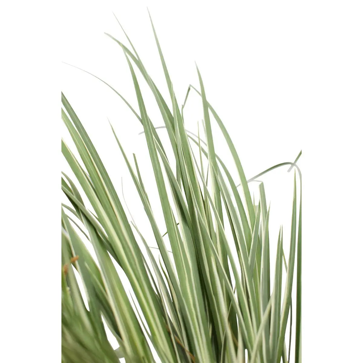 acorus-argenteostriatus-gelbgruen-gestreifte-blaetter-detail