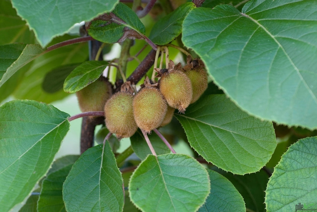 Kiwi Jenny 60-100 cm Actinidia deliciosa | winterhart |