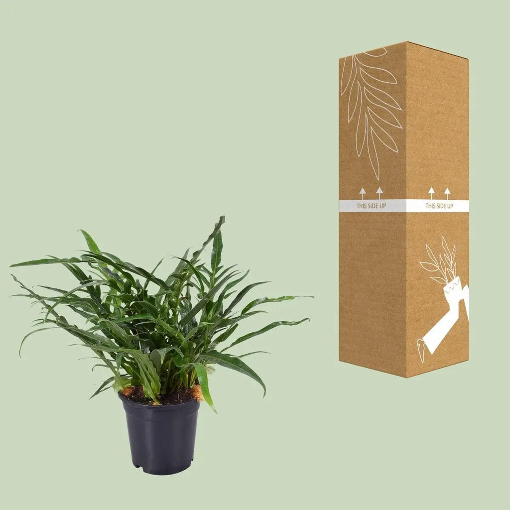 „Aglaomorpha coronans neben bruch- und transportsicherer Versandverpackung der Pille Gartenwelt