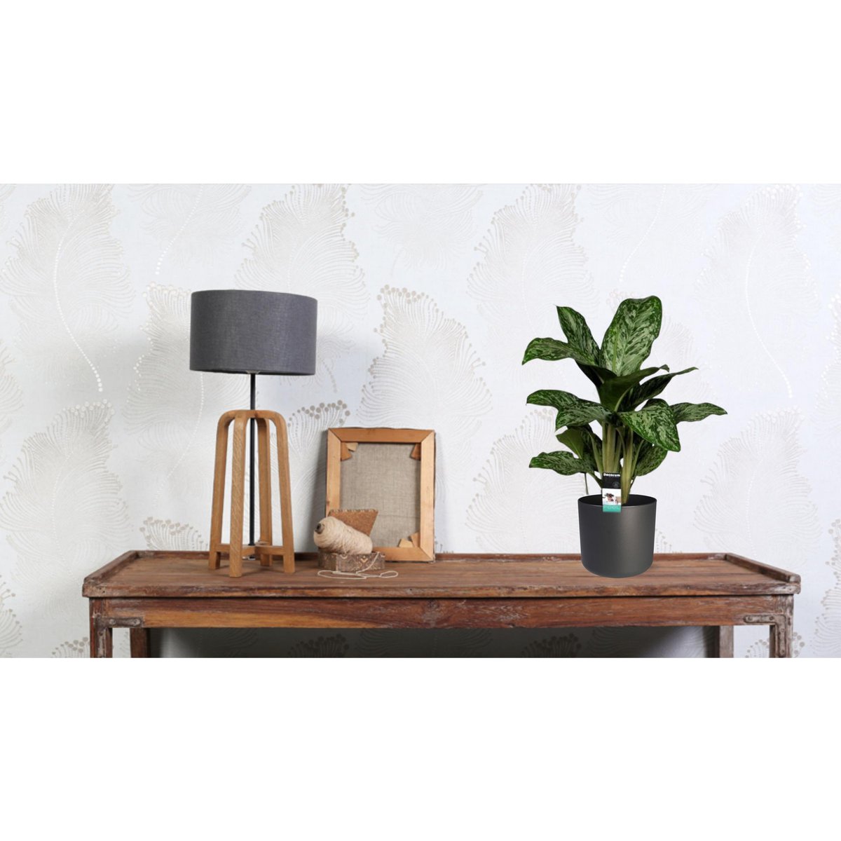 Aglaonema Greenlight im Ø17 cm Topf lifestyle Bild auf Schreibtisch