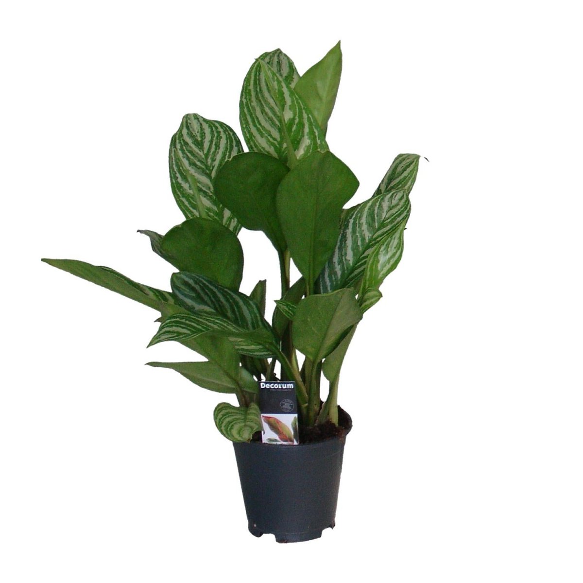 Aglaonema Stripes Zimmerpflanze mit gestreiften grünen Blättern im Topf Ø17 cm