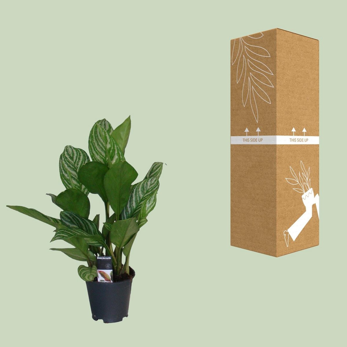Aglaonema Stripes Zimmerpflanze mit gestreiften grünen Blättern im Topf Ø17 cm und Versand-Verpackung
