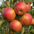Apfelbaum Alkmene sehr beliebt | 120-150 cm 2-jährig Herbstapfel - Pille Gartenwelt