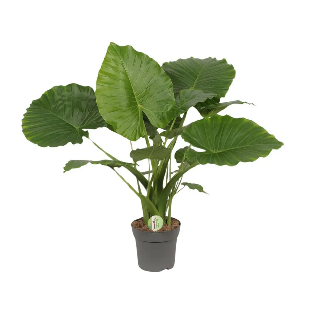 Alocasia gageana California ca. 80 cm im Kulturtopf Ø21 – Elefantenohr