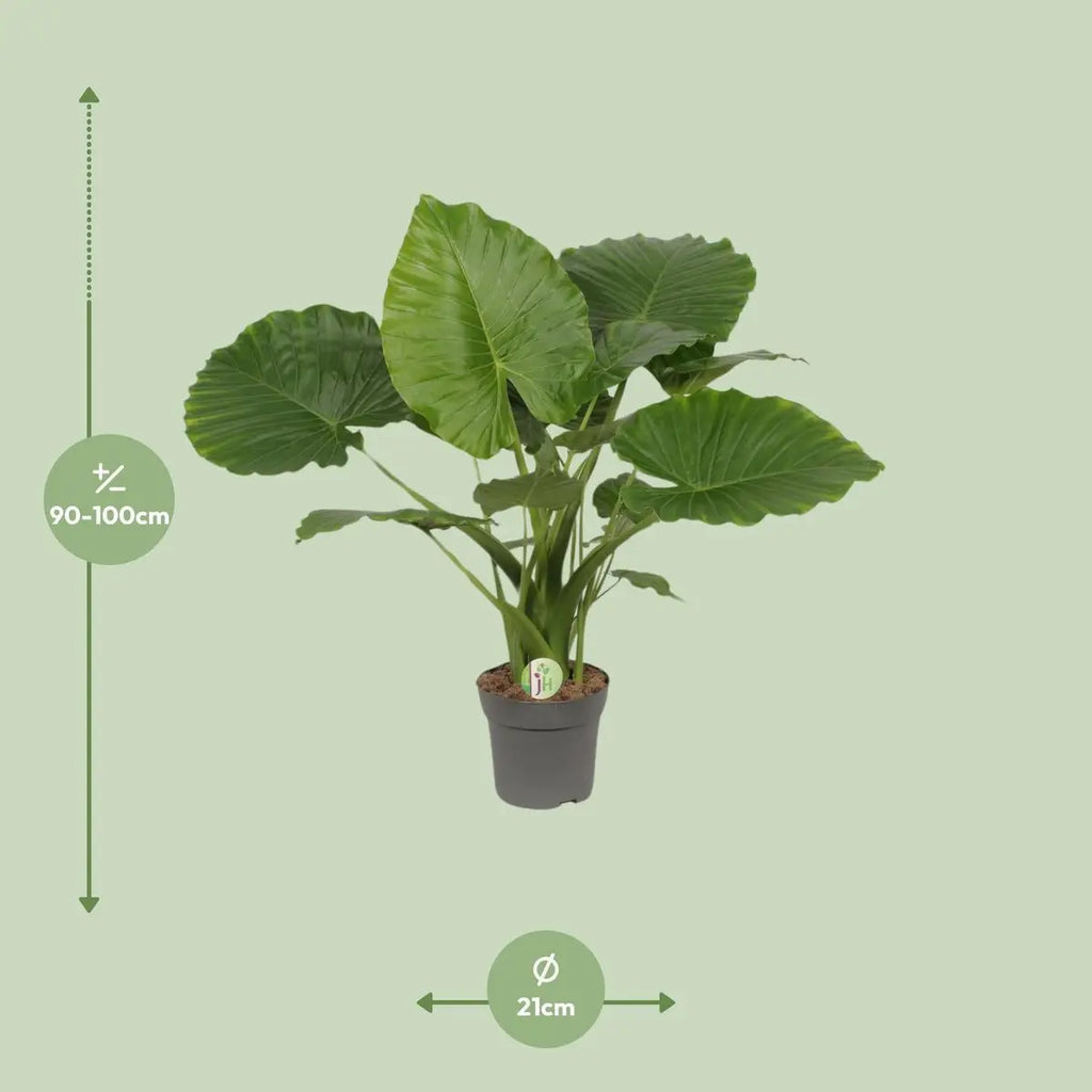 Alocasia gageana California Größenvergleich und Visualisierung