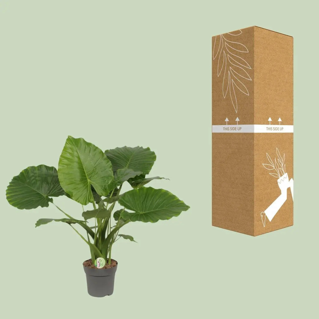 Alocasia gageana California mit transport- und bruchsicherer Versandverpackung