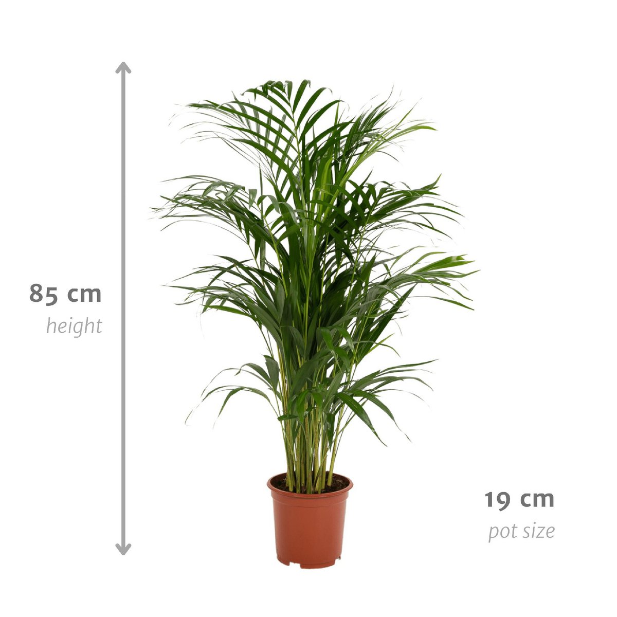 Areca-Palme – Visualisierung der Maße bei Lieferung: ca. 85 cm Höhe, Ø19 cm Topf