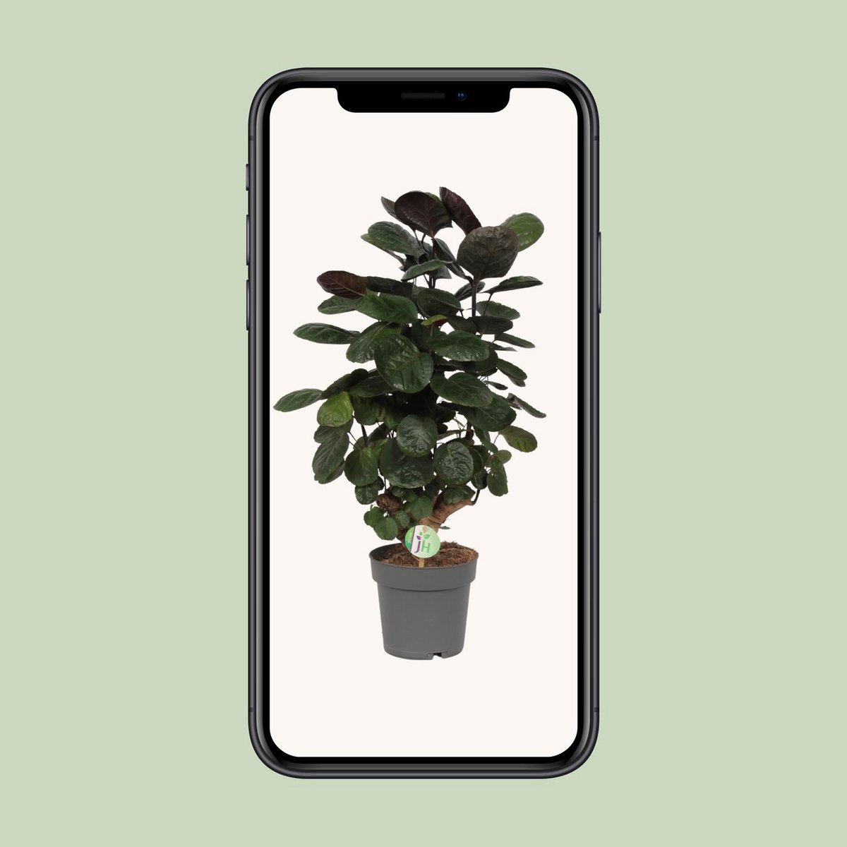 Detailaufnahme Polyscias-Blätter – exotische Zimmerpflanze - Handy-Bilder