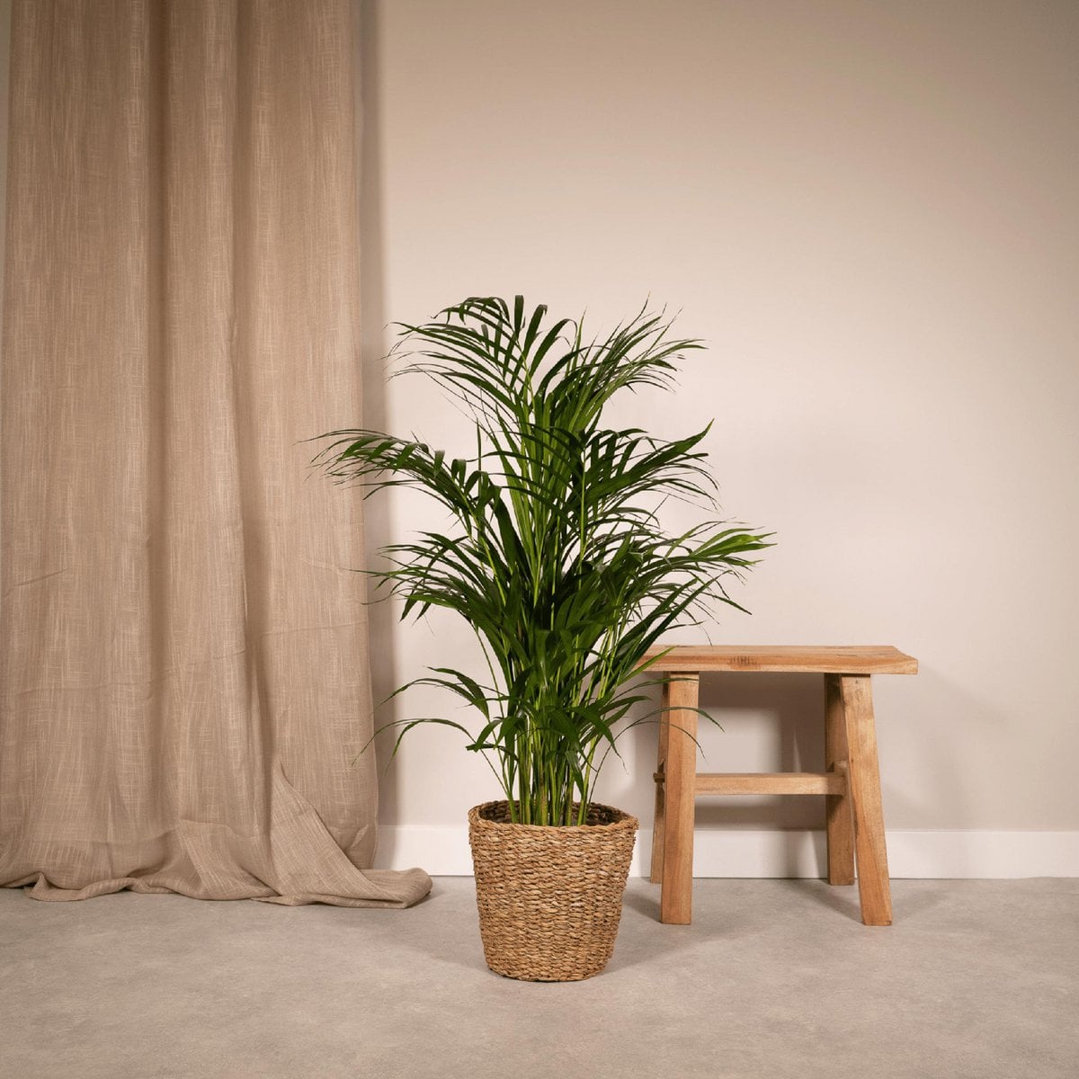 Areca-Palme als tropischer Blickfang im Wohnzimmer neben Tür, luftiges Palmenflair